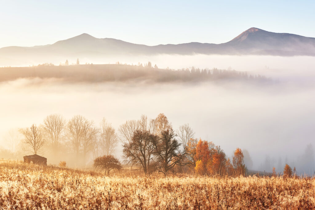 Majestic landscape with autumn trees in misty forest. Carpathian, Ukraine, Europe. Beauty world.