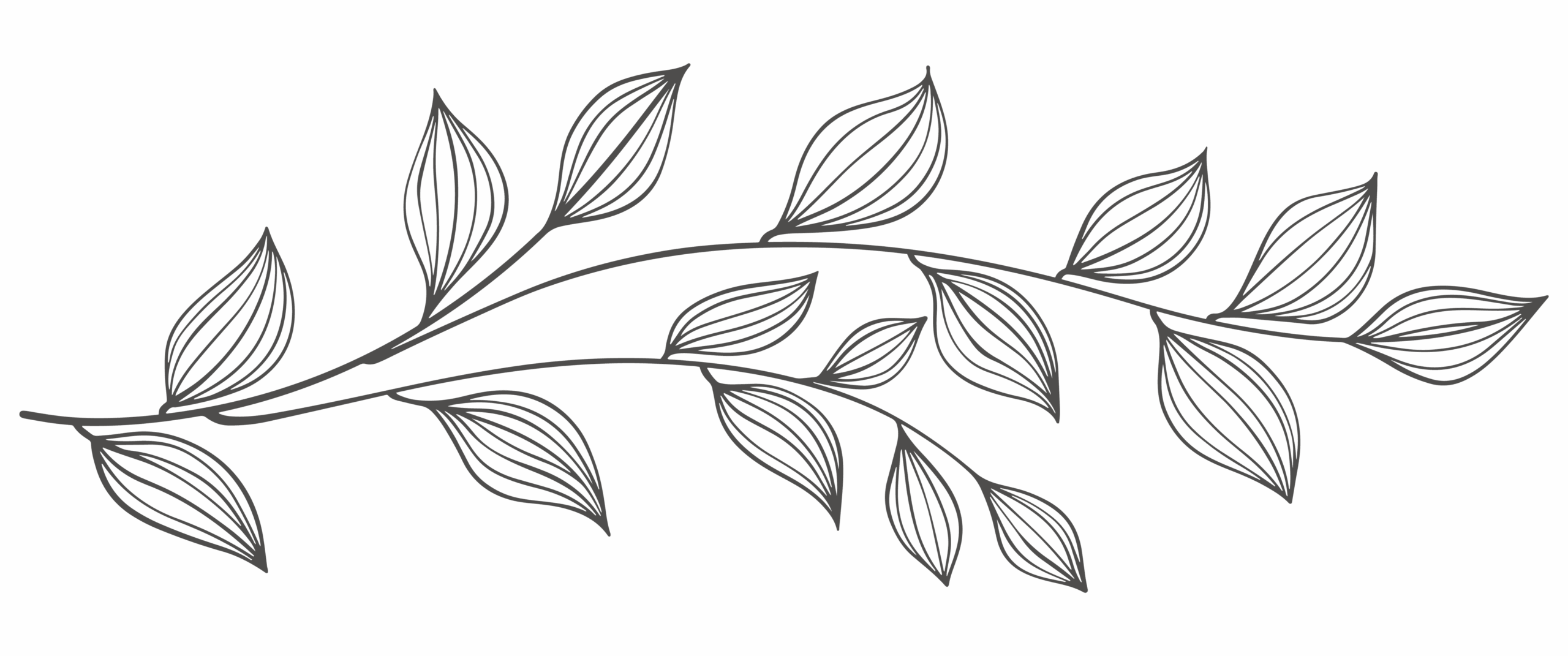Illustration of a vine with leaves